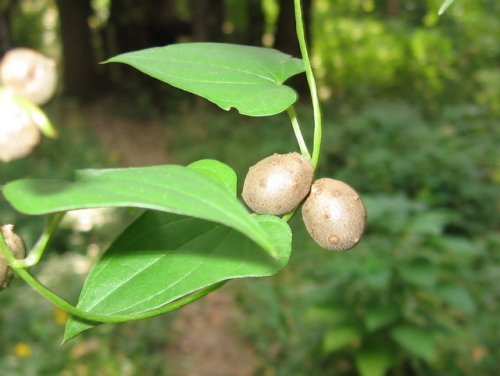 Chinese Yam (Dioscorea polystachya)