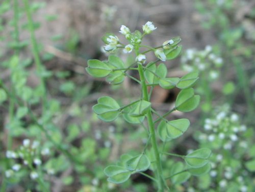 clasping-leaf pepper-grass (Lepidium perfoliatum)