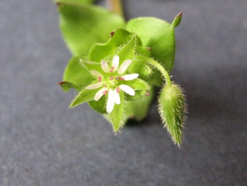 common chickweed (Stellaria media)
