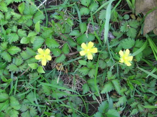 Indian strawberry (Duchesnea indica)