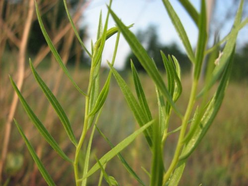 Grass Leaved Goldenrod (Euthamia gymnospermoides)