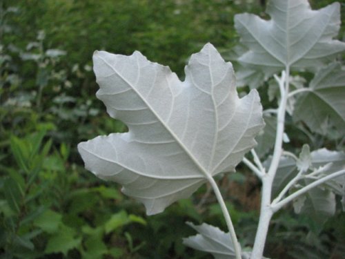 White Poplar (Populus alba)