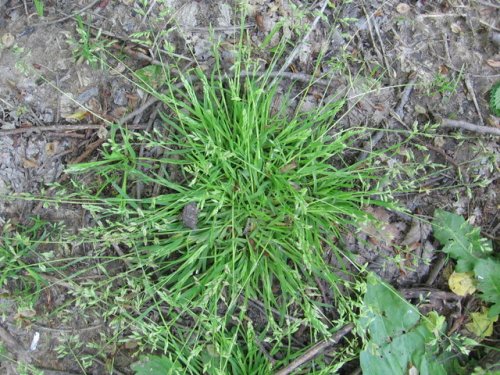 annual blue grass (Poa annua)