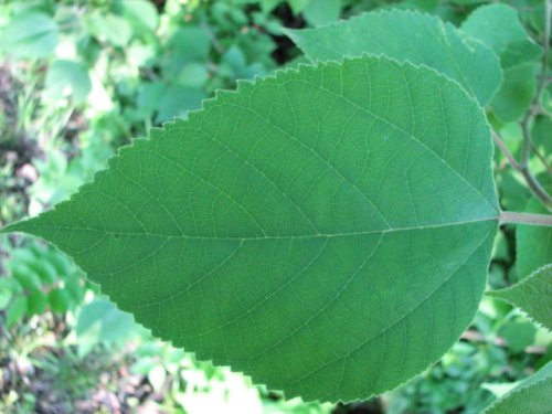 Paper Mulberry (Broussonetia papyrifera)