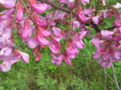 Bristly Locust (Robinia hispida)