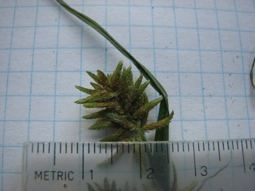 Red Root Flat Sedge (Cyperus erythrorhizos)