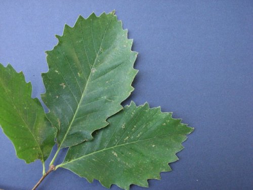 Chinquapin Oak (Quercus muehlenbergii)