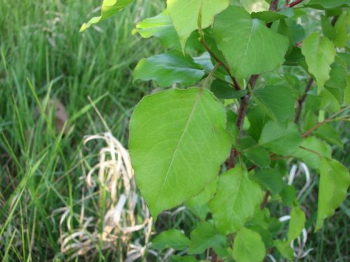 Callery Pear (Pyrus calleryana)