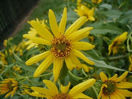 Sawtooth Sunflower (Helianthus grosseserratus)