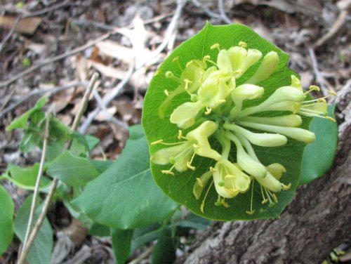 Limber Honeysuckle (Lonicera dioica)