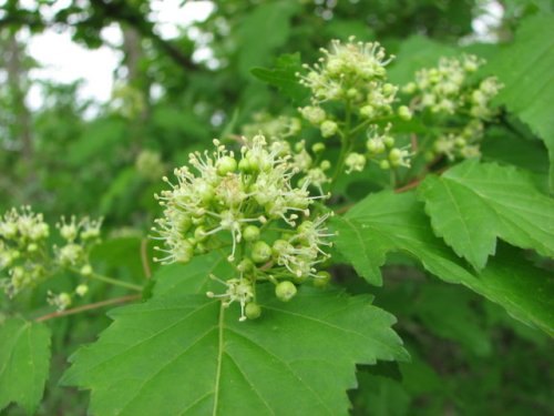 Amur Maple (Acer ginnala)