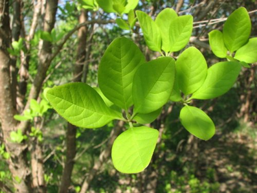 Chinese Fringe Tree (Chionanthus retusa)