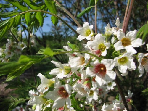 Yellowhorn (Xanthoceras sorbifolium)