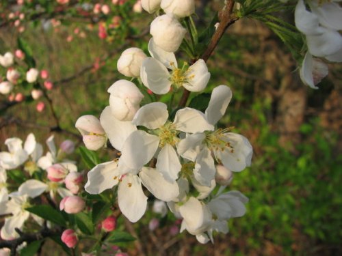 Toringo crabapple (Malus sieboldii)