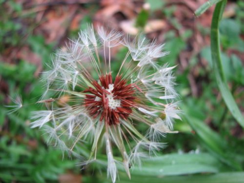 Red Seeded Dandelion (Taraxacum erythrospermum)