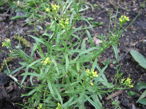 Bushy Wallflower (Erysimum repandum)