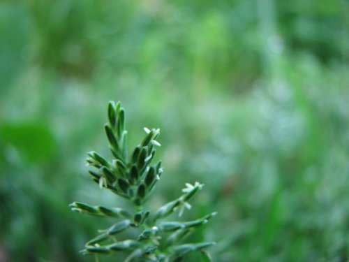 Hard Grass (Sclerochloa dura)