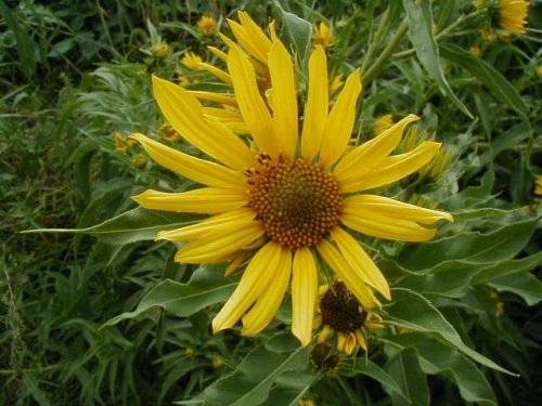 Maximilian Sunflower (Helianthus maximilianii)