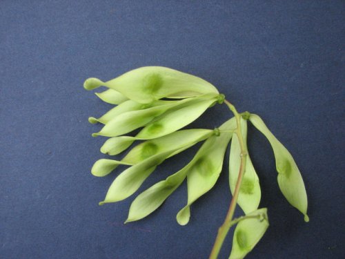 Tree of Heaven (Ailanthus altissima)