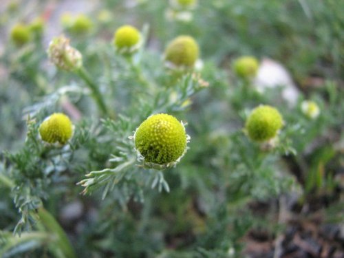 Pineapple Weed (Matricaria discoidea)