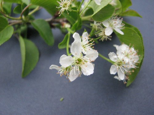 Mahaleb Cherry (Prunus mahaleb)