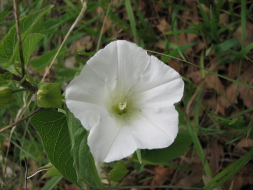 Macoun's Hedge Bindweed (Calystegia macounii)