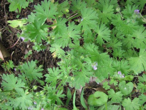 Small Crane's Bill (Geranium pusillum)