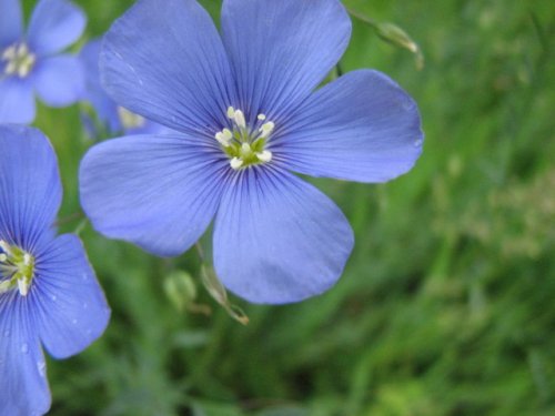 Blue Flax (Linum perenne)