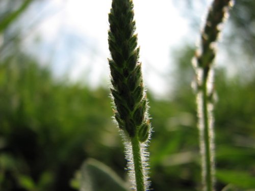 Wooly Plantain (Plantago patagonica)