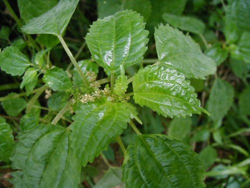 Dwarf Clearweed (Pilea pumila)