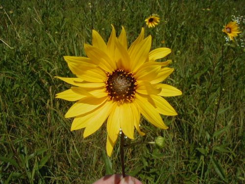 Stiff Sunflower (Helianthus rigidus)