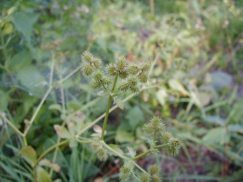 Canadian Sanicle (Sanicula canadensis)