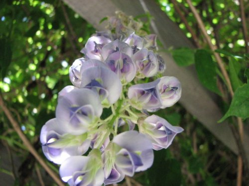 American Wisteria (Wisteria frutescens)