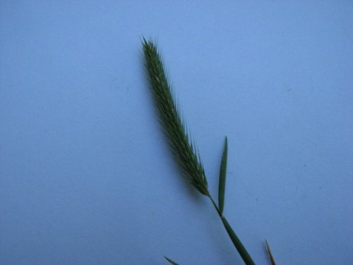 Little Barley (Hordeum pusillum)