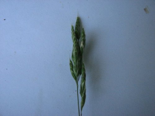 Soft Brome (Bromus hordeaceus)