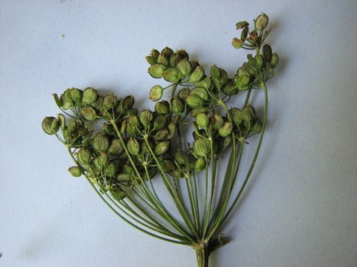 wild parsnip (Pastinaca sativa)