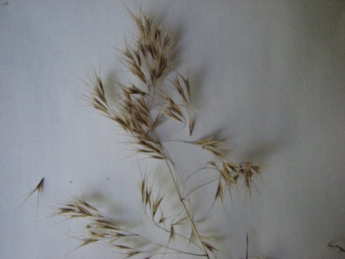 Downy Brome (Bromus tectorum)