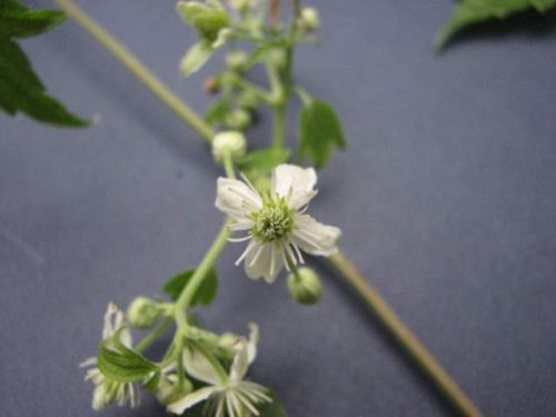 Virginia Clematis (Clematis virginiana)