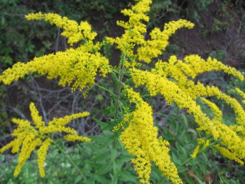 Canada Goldenrod (Solidago canadensis)