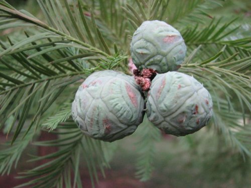 Bald Cypress (Taxodium distichum)