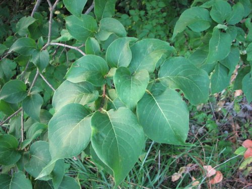 Japanese Tree Lilac (Syringa reticulata)