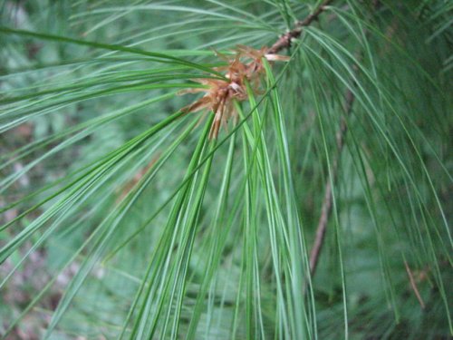 Eastern White Pine (Pinus strobus)