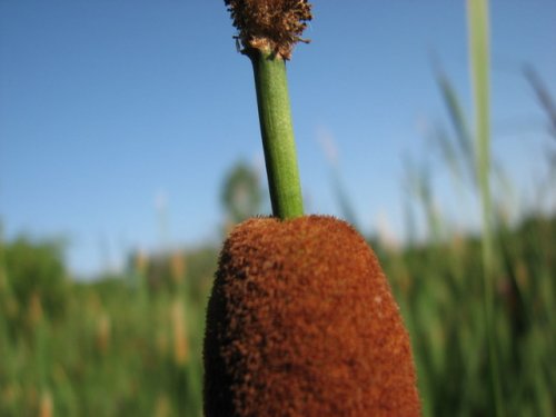 Southern Cat Tail (Typha domingensis)