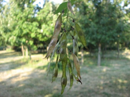 Kentucky Yellowwood (Cladrastis kentukea)