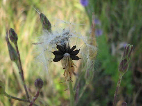 Western Wild Lettuce (Lactuca ludoviciana)