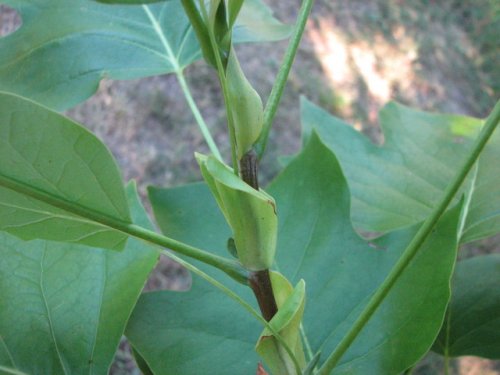 Tulip Tree (Liriodendron tulipifera)