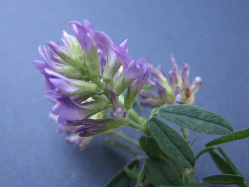 Alfalfa (Medicago sativa)