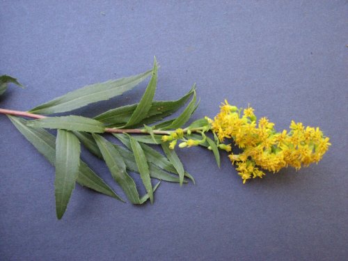 Giant Goldenrod (Solidago gigantea)