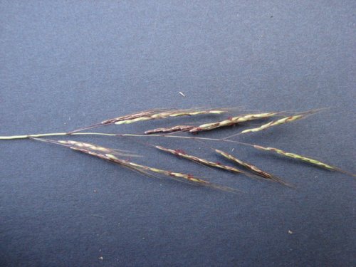 Caucasian Bluestem (Bothriochloa bladhii)