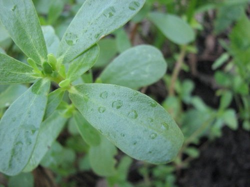 Common Purslane (Portulaca oleracea)